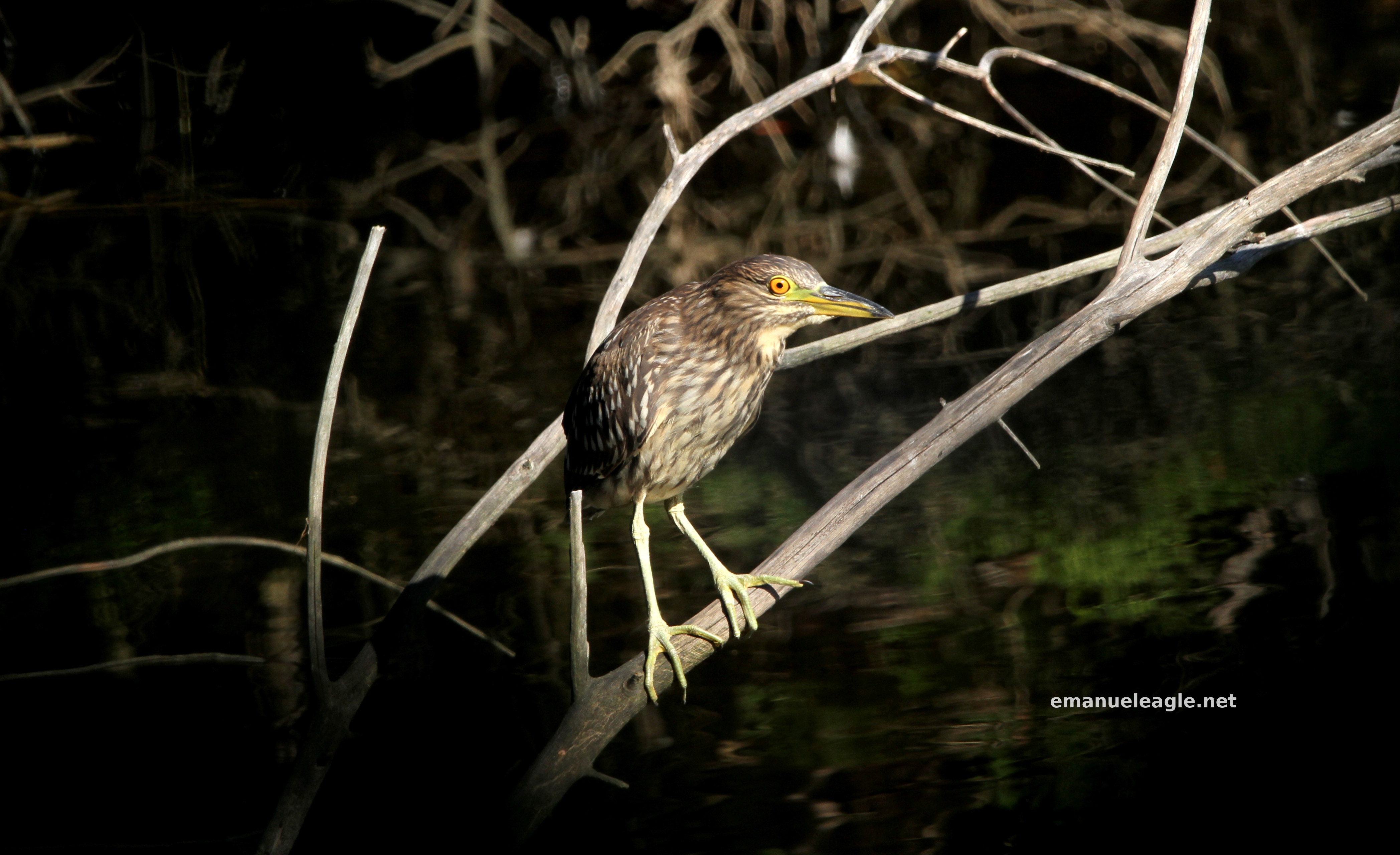 American Bittern on a Branch