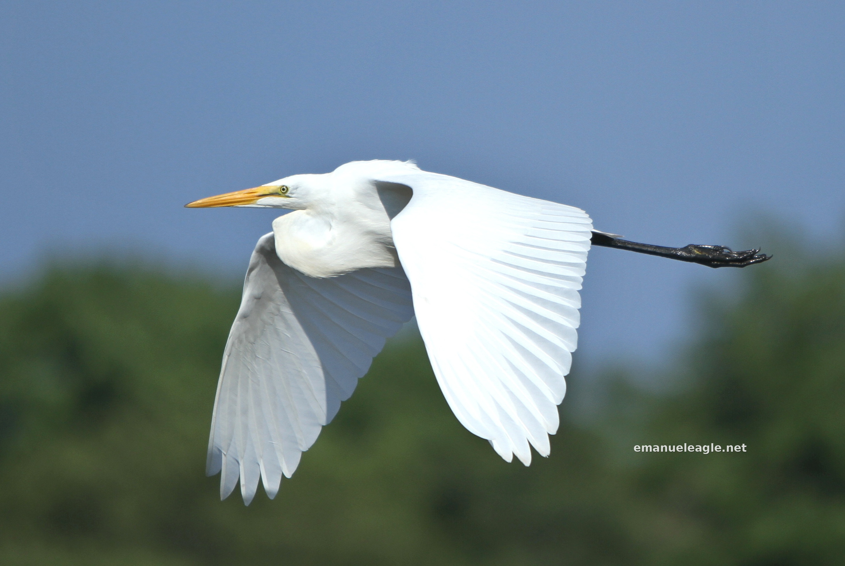 Great Egret Flying